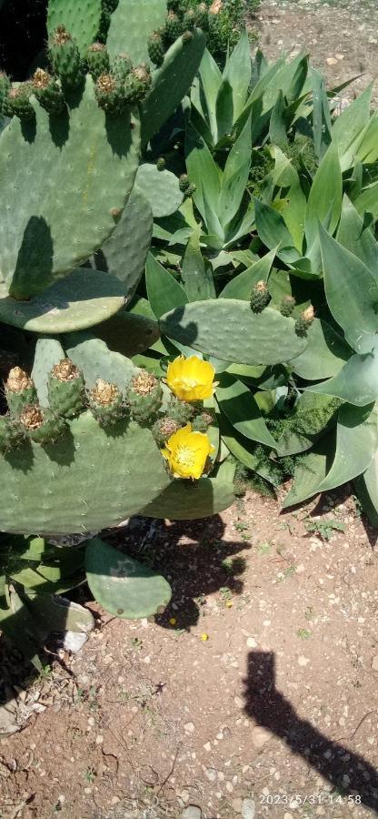 Willa Sogni Nel Blu Favignana Zewnętrze zdjęcie